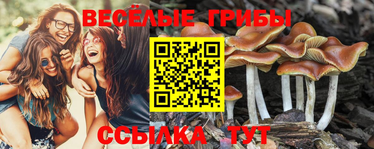 Сургут  Псилоцибиновые грибы MAGIC MUSHROOMS  Вход с VPN 